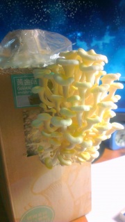 mushroom�S(*�L�́M*)�