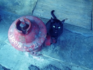 �{�Z����麵�X�I貓咪